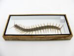 XXXL - Cendipede (giftig) Scolopendra morsitans - echtes tropisches Insekt - im 3D Schaukasten - Wandbild – Bild 10