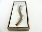 XXXL - Cendipede (giftig) Scolopendra morsitans - echtes tropisches Insekt - im 3D Schaukasten - Wandbild – Bild 11