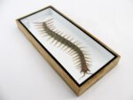 XXXL - Cendipede (giftig) Scolopendra morsitans - echtes tropisches Insekt - im 3D Schaukasten - Wandbild – Bild 12