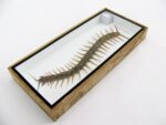 XXXL - Cendipede (giftig) Scolopendra morsitans - echtes tropisches Insekt - im 3D Schaukasten - Wandbild – Bild 13