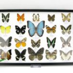 20 wunderschöne echte Schmetterlinge im schwarzen Rahmen als Wandbild - A-20-morpho-01