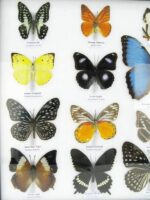 20 wunderschöne echte Schmetterlinge im schwarzen Rahmen als Wandbild - A-20-morpho-01 – Bild 6