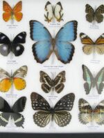 20 wunderschöne echte Schmetterlinge im schwarzen Rahmen als Wandbild - A-20-morpho-01 – Bild 7