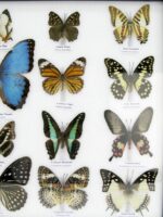 20 wunderschöne echte Schmetterlinge im schwarzen Rahmen als Wandbild - A-20-morpho-01 – Bild 8