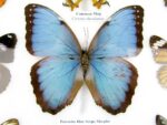 20 wunderschöne echte Schmetterlinge im schwarzen Rahmen als Wandbild - A-20-morpho-01 – Bild 9