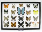 20 wunderschöne echte Schmetterlinge im schwarzen Rahmen als Wandbild - A-20-morpho-02 – Bild 2