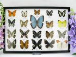 20 wunderschöne echte Schmetterlinge im schwarzen Rahmen als Wandbild - A-20-morpho-02