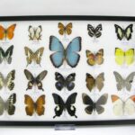 20 wunderschöne echte Schmetterlinge im schwarzen Rahmen als Wandbild - A-20-morpho-02