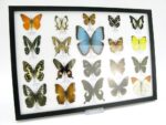 20 wunderschöne echte Schmetterlinge im schwarzen Rahmen als Wandbild - A-20-morpho-02 – Bild 3