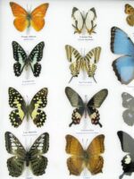 20 wunderschöne echte Schmetterlinge im schwarzen Rahmen als Wandbild - A-20-morpho-02 – Bild 6