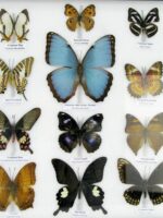 20 wunderschöne echte Schmetterlinge im schwarzen Rahmen als Wandbild - A-20-morpho-02 – Bild 7