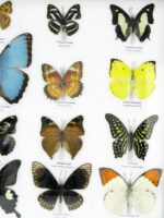 20 wunderschöne echte Schmetterlinge im schwarzen Rahmen als Wandbild - A-20-morpho-02 – Bild 8