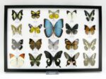 20 wunderschöne echte Schmetterlinge im schwarzen Rahmen als Wandbild - A-20-morpho-03 – Bild 2
