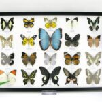 20 wunderschöne echte Schmetterlinge im schwarzen Rahmen als Wandbild - A-20-morpho-03