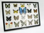 20 wunderschöne echte Schmetterlinge im schwarzen Rahmen als Wandbild - A-20-morpho-03 – Bild 3