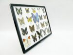 20 wunderschöne echte Schmetterlinge im schwarzen Rahmen als Wandbild - A-20-morpho-03 – Bild 4