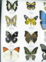 20 wunderschöne echte Schmetterlinge im schwarzen Rahmen als Wandbild - A-20-morpho-03 – Bild 6