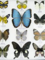 20 wunderschöne echte Schmetterlinge im schwarzen Rahmen als Wandbild - A-20-morpho-03 – Bild 7