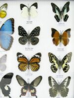 20 wunderschöne echte Schmetterlinge im schwarzen Rahmen als Wandbild - A-20-morpho-03 – Bild 8