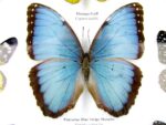 20 wunderschöne echte Schmetterlinge im schwarzen Rahmen als Wandbild - A-20-morpho-03 – Bild 9