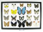 20 wunderschöne echte Schmetterlinge im schwarzen Rahmen als Wandbild - A-20-morpho-04 – Bild 2