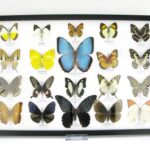 20 wunderschöne echte Schmetterlinge im schwarzen Rahmen als Wandbild - A-20-morpho-04