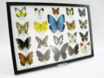 20 wunderschöne echte Schmetterlinge im schwarzen Rahmen als Wandbild - A-20-morpho-04 – Bild 4