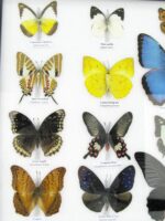 20 wunderschöne echte Schmetterlinge im schwarzen Rahmen als Wandbild - A-20-morpho-04 – Bild 7