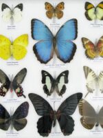 20 wunderschöne echte Schmetterlinge im schwarzen Rahmen als Wandbild - A-20-morpho-04 – Bild 8