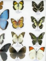 20 wunderschöne echte Schmetterlinge im schwarzen Rahmen als Wandbild - A-20-morpho-04 – Bild 9