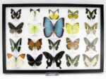 20 wunderschöne echte Schmetterlinge im schwarzen Rahmen als Wandbild - A-20-morpho-05 – Bild 2