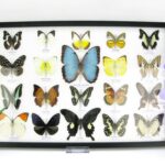 20 wunderschöne echte Schmetterlinge im schwarzen Rahmen als Wandbild - A-20-morpho-05