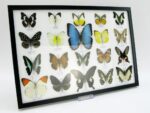 20 wunderschöne echte Schmetterlinge im schwarzen Rahmen als Wandbild - A-20-morpho-05 – Bild 3
