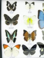 20 wunderschöne echte Schmetterlinge im schwarzen Rahmen als Wandbild - A-20-morpho-05 – Bild 5