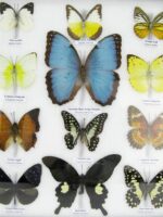 20 wunderschöne echte Schmetterlinge im schwarzen Rahmen als Wandbild - A-20-morpho-05 – Bild 7