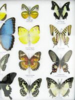 20 wunderschöne echte Schmetterlinge im schwarzen Rahmen als Wandbild - A-20-morpho-05 – Bild 8