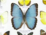 20 wunderschöne echte Schmetterlinge im schwarzen Rahmen als Wandbild - A-20-morpho-05 – Bild 9