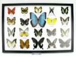 20 wunderschöne echte Schmetterlinge im schwarzen Rahmen als Wandbild - A-20-morpho-06 – Bild 2