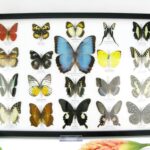 20 wunderschöne echte Schmetterlinge im schwarzen Rahmen als Wandbild - A-20-morpho-06