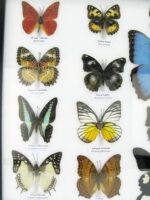 20 wunderschöne echte Schmetterlinge im schwarzen Rahmen als Wandbild - A-20-morpho-06 – Bild 6