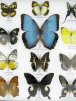 20 wunderschöne echte Schmetterlinge im schwarzen Rahmen als Wandbild - A-20-morpho-06 – Bild 7