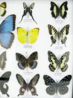 20 wunderschöne echte Schmetterlinge im schwarzen Rahmen als Wandbild - A-20-morpho-06 – Bild 8