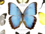 20 wunderschöne echte Schmetterlinge im schwarzen Rahmen als Wandbild - A-20-morpho-06 – Bild 9