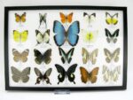 20 wunderschöne echte Schmetterlinge im schwarzen Rahmen als Wandbild - A-20-morpho-07 – Bild 2