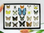 20 wunderschöne echte Schmetterlinge im schwarzen Rahmen als Wandbild - A-20-morpho-07