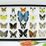 20 wunderschöne echte Schmetterlinge im schwarzen Rahmen als Wandbild - A-20-morpho-07