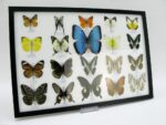 20 wunderschöne echte Schmetterlinge im schwarzen Rahmen als Wandbild - A-20-morpho-07 – Bild 4