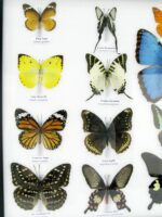 20 wunderschöne echte Schmetterlinge im schwarzen Rahmen als Wandbild - A-20-morpho-07 – Bild 7