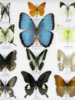 20 wunderschöne echte Schmetterlinge im schwarzen Rahmen als Wandbild - A-20-morpho-07 – Bild 8