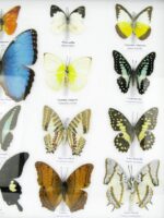 20 wunderschöne echte Schmetterlinge im schwarzen Rahmen als Wandbild - A-20-morpho-07 – Bild 9